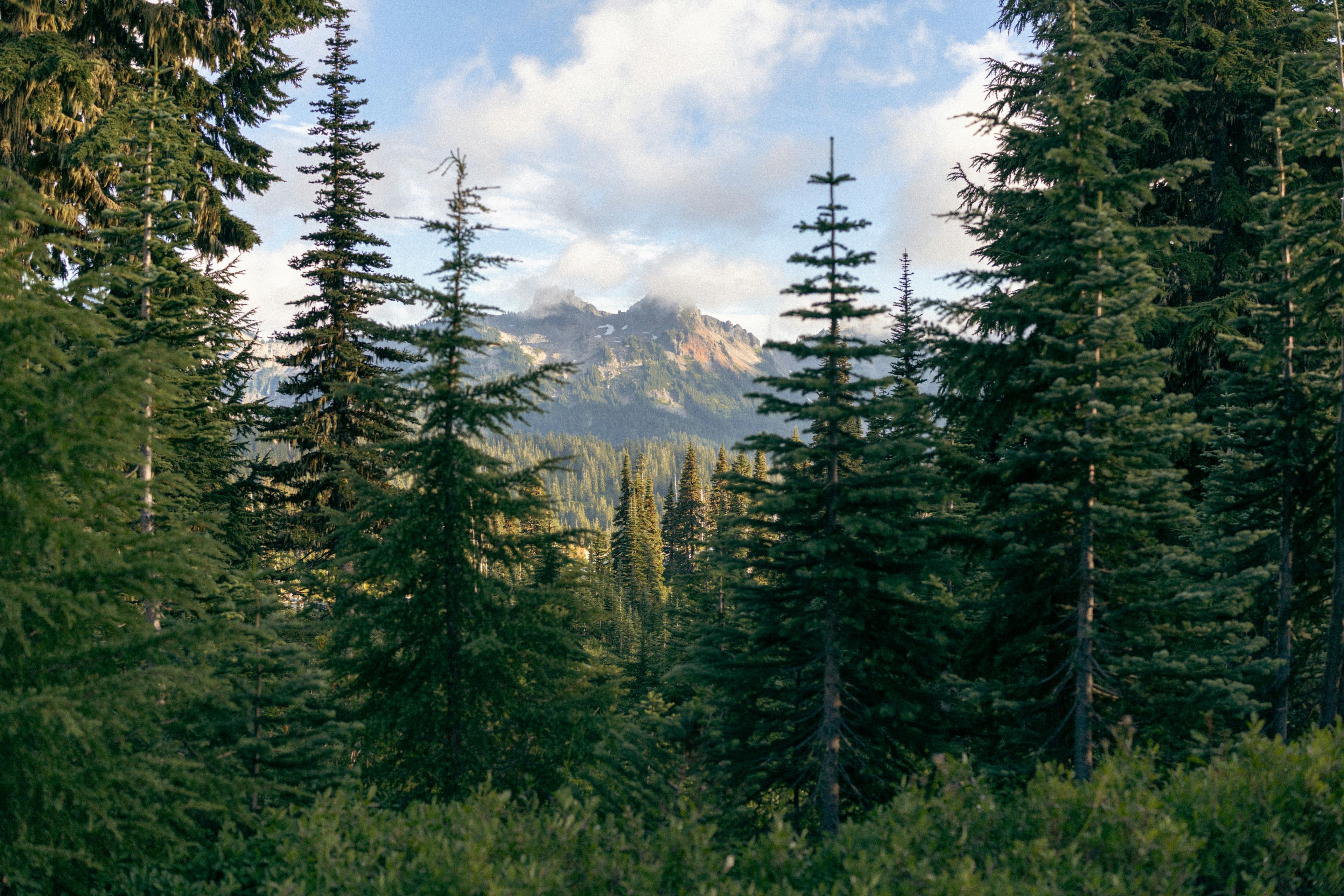 Sunlight filtering through a dense, established forest